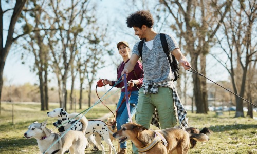 Pet Friendly Areas Cover Image